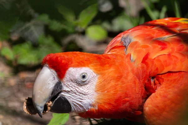 Крупним Планом Детальну Фотографію Червоного Макаронного Папуга Захопленого Полоні — стокове фото
