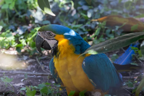 Photo Shows Blue Yellow Macaw Lives Wildlife Park Blue Yellow — Stock Photo, Image
