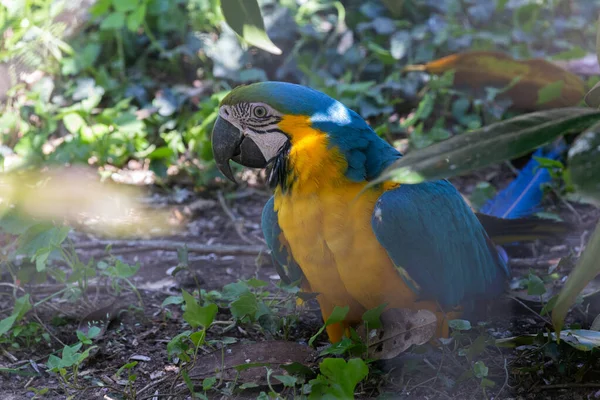 这张照片展示了一只生活在野生动物公园里的蓝黄相间的金刚鹦鹉 蓝黄相间的金刚鹦鹉 Blue Yellow Macaw 也被称为蓝金相间的金刚鹦鹉 Blue Gold Macaw 是一种大型的南美洲鹦鹉 — 图库照片