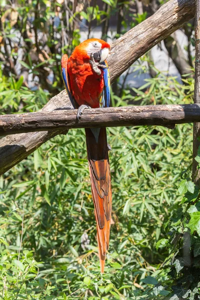 포로로 금강앵무 앵무새의 — 스톡 사진