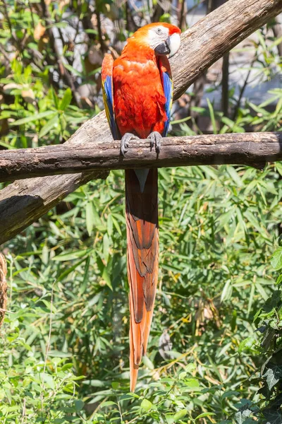 Foto Detalhe Close Papagaio Vermelho Arara Escarlate Capturado Cativeiro — Fotografia de Stock