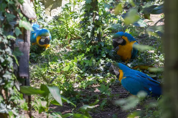 사진은 공원에 파랗고 금강앵무를 있습니다 노란색 금강앵무 Blue Yellow Macaw — 스톡 사진