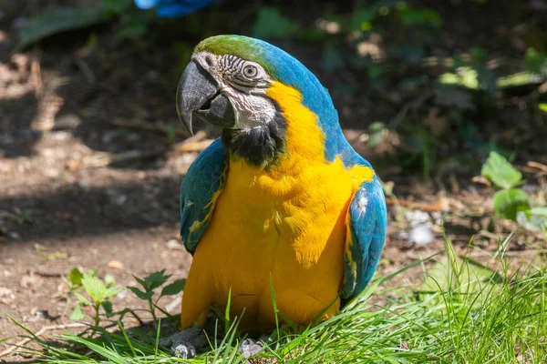 Esta Foto Muestra Guacamayo Azul Amarillo Que Vive Parque Natural — Foto de Stock