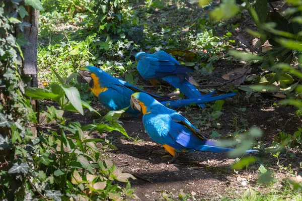 사진은 공원에 파랗고 금강앵무를 있습니다 노란색 금강앵무 Blue Yellow Macaw — 스톡 사진