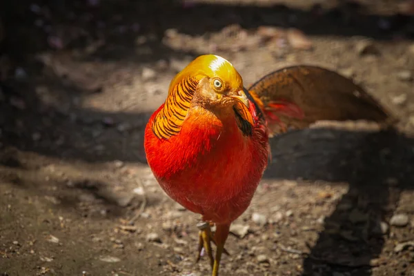 사진은 공원에 황금빛 줍니다 황금색 Golden Pheasant Chinese Pheasant 무지개 — 스톡 사진