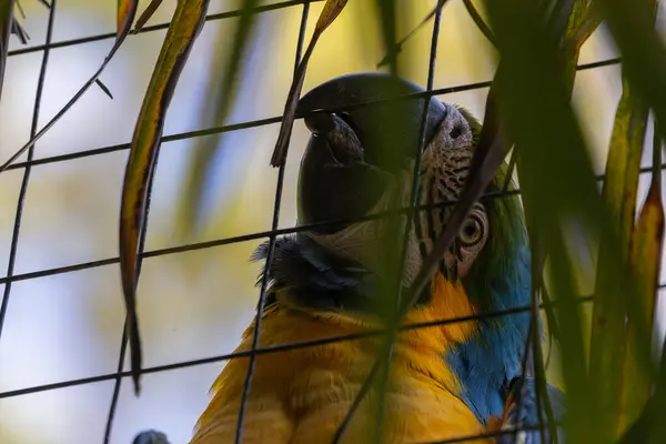 Fotoğraf Vahşi Yaşam Parkında Yaşayan Mavi Sarı Bir Papağanı Gösteriyor — Stok fotoğraf