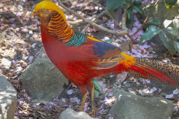 사진은 공원에 황금빛 줍니다 황금색 Golden Pheasant Chinese Pheasant 무지개 — 스톡 사진