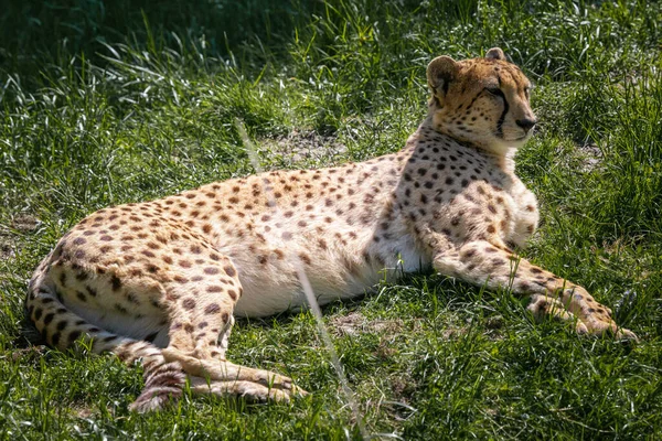 この写真は 野生動物公園に住むチーターの大人を示しています チーターはアフリカとアジアの一部に自生する野生の猫です — ストック写真