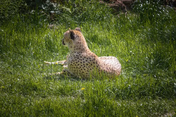 Dieses Foto Zeigt Einen Erwachsenen Geparden Der Einem Wildpark Lebt — Stockfoto