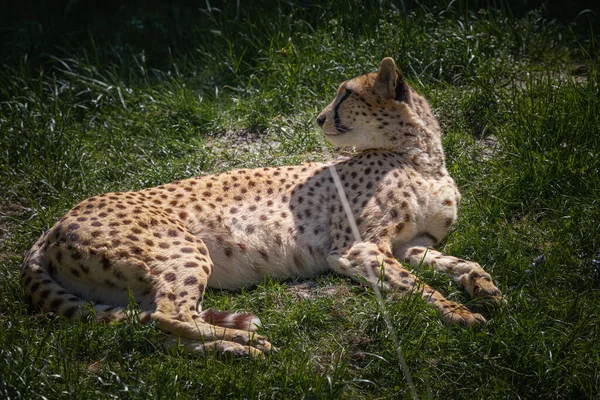 Zdjęcie Pokazuje Geparda Dorosłego Który Mieszka Parku Przyrody Gepard Jest — Zdjęcie stockowe
