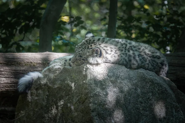 Questa Foto Mostra Leopardo Delle Nevi Che Vive Parco Faunistico — Foto Stock