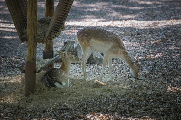 Bu fotoğraf vahşi yaşam parkında yaşayan bir geyiği gösteriyor. Sika geyiği, Doğu Asya 'da yaşayan ve dünyanın diğer bölgelerine tanıtılan bir geyik türüdür. Bilimsel adı Cervus nippon