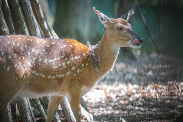 Bu fotoğraf vahşi yaşam parkında yaşayan bir geyiği gösteriyor. Sika geyiği, Doğu Asya 'da yaşayan ve dünyanın diğer bölgelerine tanıtılan bir geyik türüdür. Bilimsel adı Cervus nippon