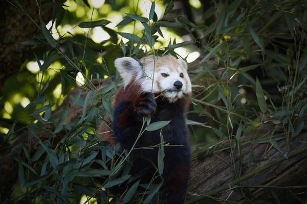 Fotografia Czerwonej Pandy Ailurus Fulgens Jedzący Eukaliptusa Gałęzi Wzięty Niewoli — Zdjęcie stockowe