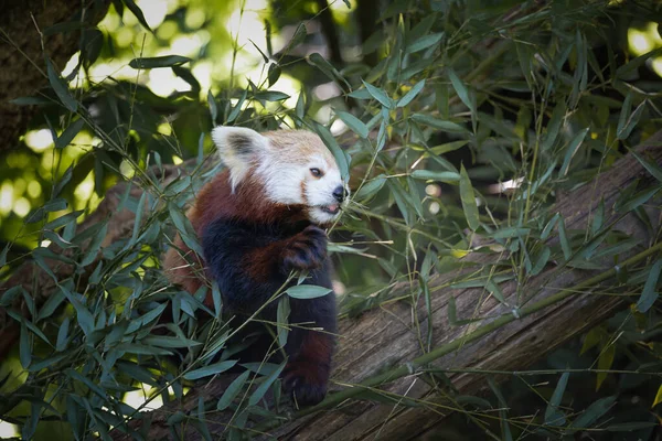 Fotografia Czerwonej Pandy Ailurus Fulgens Jedzący Eukaliptusa Gałęzi Wzięty Niewoli — Zdjęcie stockowe