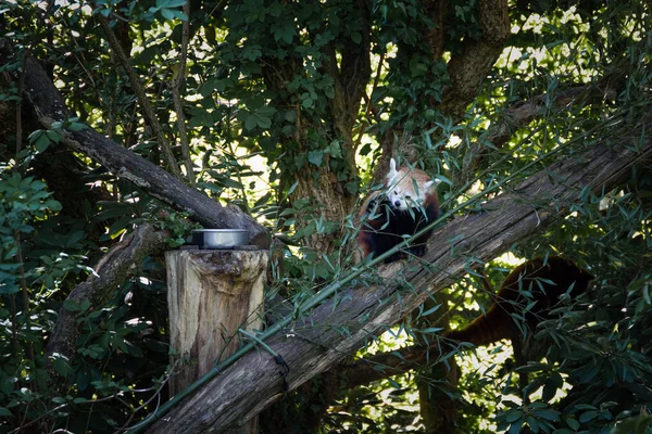 Fotografia Panda Vermelho Ailurus Fulgens Comendo Eucalipto Ramo Levado Cativeiro — Fotografia de Stock