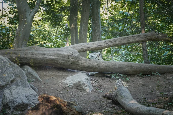 Esta Foto Mostra Leopardo Neve Que Vive Parque Vida Selvagem — Fotografia de Stock