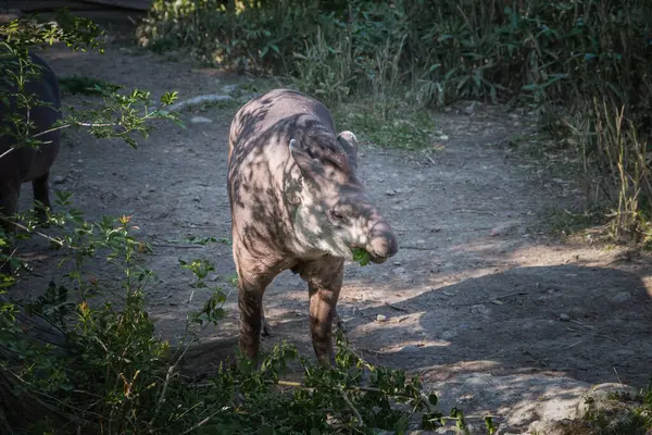 Bu fotoğraf vahşi yaşam parkında yaşayan bir Tapir yetişkini gösteriyor. Tapir, Perissodactyla familyasının tek üyesi olan Tapiridae familyasına ait toynaklı bir memelidir. Merkez ve Güney 'de dört canlı tapir türü var. 