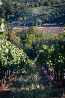 Resimli Kırsal Bölgede Lush Vineyard 'ın Manzarası
