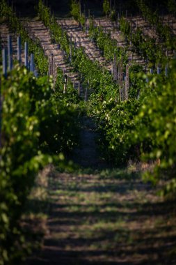 Yemyeşil üzüm bağları Büyüme Mevsiminde Güneş Işığının tadını çıkarıyor
