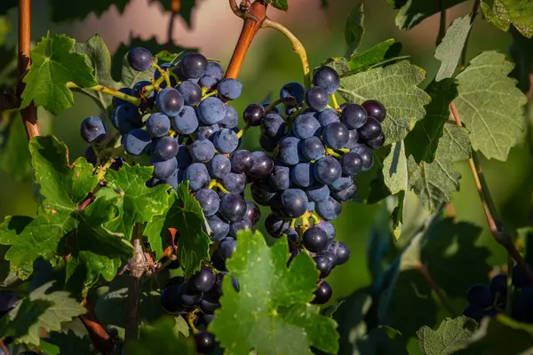 Yeşil Yapraklar Arasında Yeşiller Artan Olgun Mor Üzüm Kümeleri