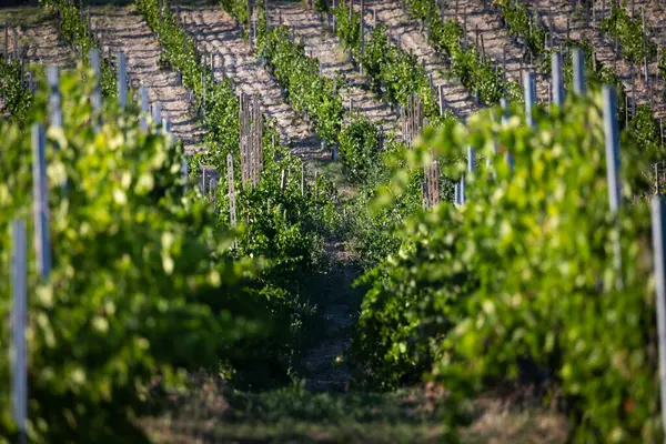 Bereketli Üzüm bağları Canlı Yeşil Yapraklarla Güneşli Kırsal Arazinin Ortasında