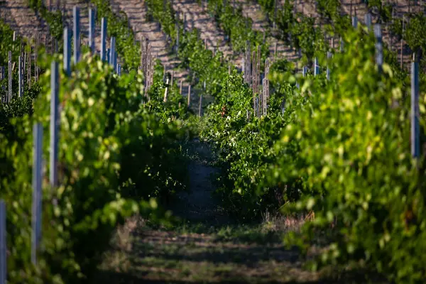 Güneş Işığı ve Üzüm Yetiştirmek İçin Tahta Kazıklar ile Yeşillenmiş Üzüm bağları