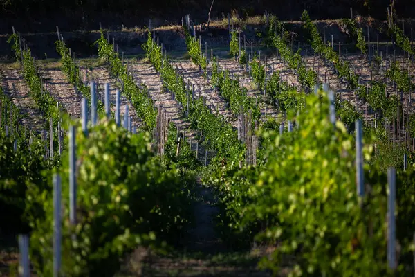 Altın Gün Işığı Altında Yeşillikte Üzüm bağları Sıraları