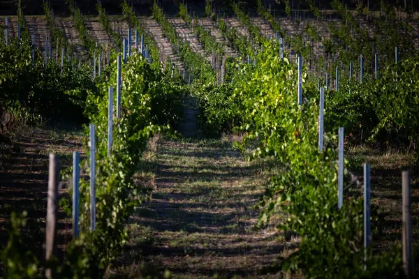 Yaz mevsiminde Üzüm bağları Tarımsal Üzüm Fabrikaları ve Çiftçilikte Vurgulandı