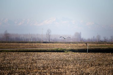 Martı Arkaplanda Mavi Gökyüzü ve Dağlarla Toplanan Tarlanın Üzerinde Uçuyor