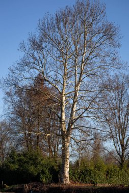 Kışın açık mavi gökyüzüne karşı Görkemli Yapraksız Ağaç