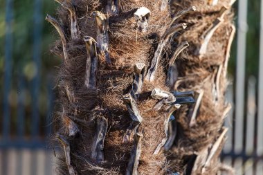 Woody Surface ve Lifli Dokulu Ağaç Kabuğunun Detaylı Görüntüsü