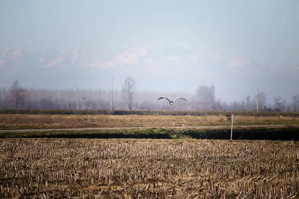 Martı Arkaplanda Mavi Gökyüzü ve Dağlarla Toplanan Tarlanın Üzerinde Uçuyor