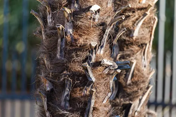 Woody Surface ve Lifli Dokulu Ağaç Kabuğunun Detaylı Görüntüsü