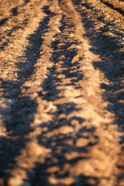 Altın Günbatımı Işığında Topraklı Safların Yakın Çekimi