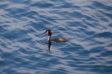 Büyük İbikli Yunus Gölü 'nün Sakin Mavi Suyunda Yüzüyor