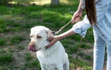 Genç bir kadın, hayvan kurtarma merkezinden Labrador Retriever adlı köpeği evlat edindi ve ona sevgi ve dostluk verdi. Dişi hayvan sever köpek yavrusuyla parkta vakit geçiriyor..