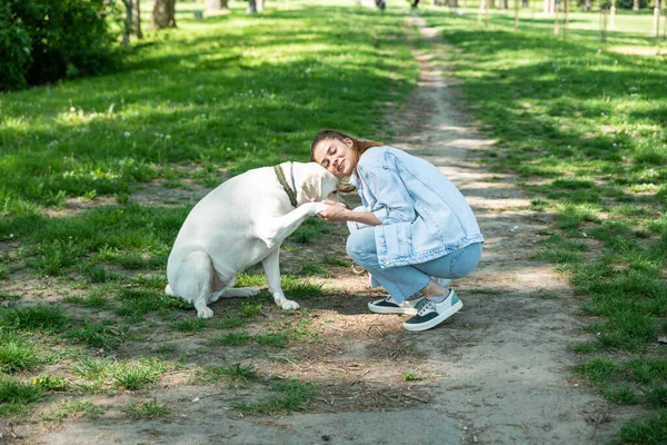 Młoda Kobieta Adoptować Młodego Psa Labrador Retriever Centrum Ratownictwa Zwierząt — Zdjęcie stockowe