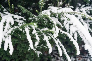 Soğuk bir günde, şehrin parkındaki ağaçlar ve dallar karla kaplıydı. Beyaz doğa