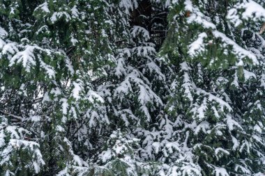Soğuk bir günde, şehrin parkındaki ağaçlar ve dallar karla kaplıydı. Beyaz doğa