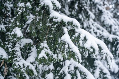 Soğuk bir günde, şehrin parkındaki ağaçlar ve dallar karla kaplıydı. Beyaz doğa