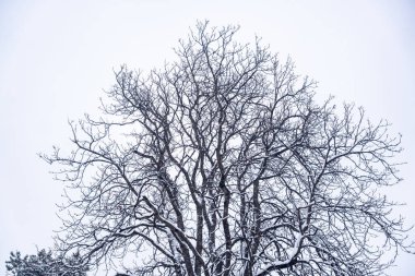 Soğuk bir günde, şehrin parkındaki ağaçlar ve dallar karla kaplıydı. Beyaz doğa