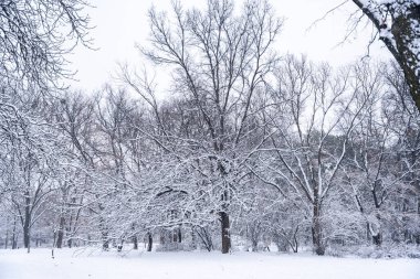 Soğuk bir günde, şehrin parkındaki ağaçlar ve dallar karla kaplıydı. Beyaz doğa