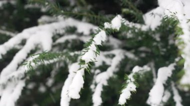 Soğuk bir günde, şehrin parkındaki ağaçlar ve dallar karla kaplıydı. Doğada beyaz kar yağışı