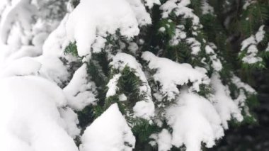 Soğuk bir günde, şehrin parkındaki ağaçlar ve dallar karla kaplıydı. Doğada beyaz kar yağışı
