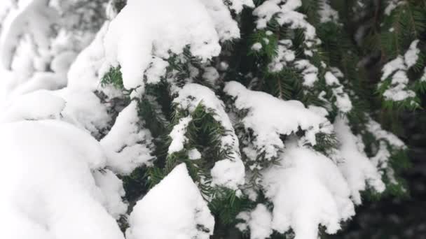 Téli Háttér Borította Növények Fák Ágak Városi Parkban Hideg Napon — Stock videók