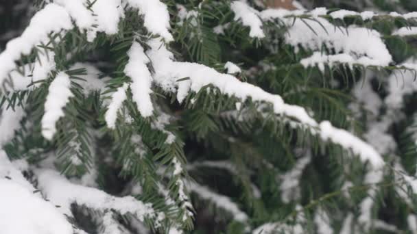 冬雪的背景在寒冷的天气覆盖了城市公园的树木和树枝 自然界中的白雪 — 图库视频影像