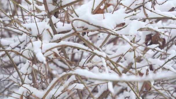冬の雪の背景は寒い日に市立公園の植木や枝を覆いました 自然の中の白い雪 — ストック動画