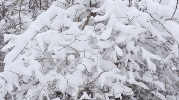 Fondo Invierno Las Plantas Cubiertas Nieve Árboles Ramas Parque Ciudad — Vídeo de stock
