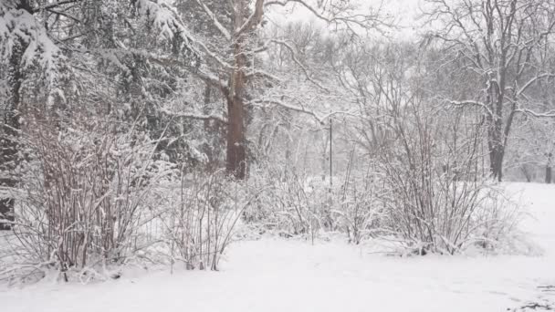 Téli Háttér Borította Növények Fák Ágak Városi Parkban Hideg Napon — Stock videók
